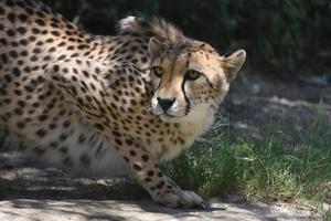 felle cheetah rustig kijken naar de beweging van de prooi foto