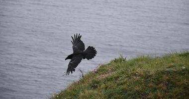 prachtige vliegende zwarte kraai boven de oceaan en zeekliffen foto