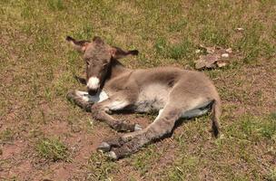 slapende bruine babyburro op een warme zomerdag foto