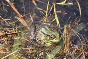 wetlands met een grote groene pad die stil zit foto