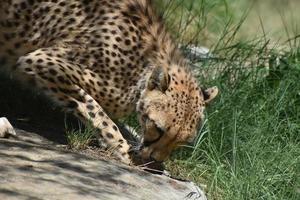 slanke cheetah die iets van een rots likt foto