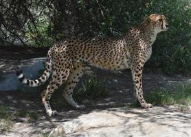 fantastische staande cheetah op een hele grote rots foto