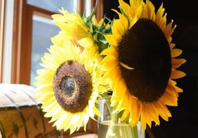 bloeiende en bloeiende zonnebloemsoorten in de zomer foto