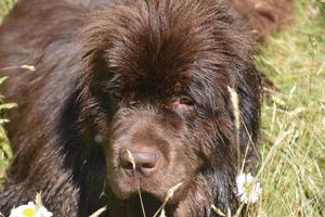 kijken in het gezicht van een chocoladebruin Newfoundland foto