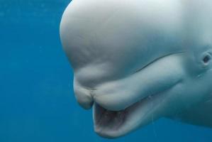 beluga walvis met zijn mond open en zijn tanden te zien foto
