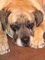 grote engelse mastiff moe foto