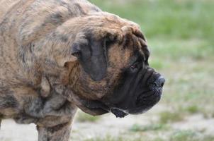 profiel van een bullmastiff-hond foto