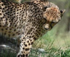 cheetah met een mooie slanke jas die over zijn schouder kijkt foto
