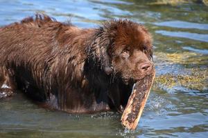 natte newfie-hond die een stok in het water haalt foto