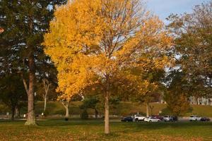 schitterend herfstgebladerte met kleurrijke bladeren aan bomen foto