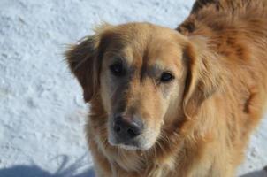 golden retriever in de sneeuw foto