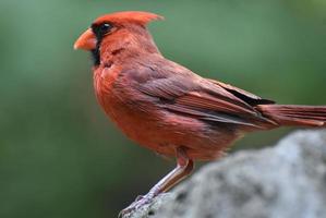 mooie kardinaalvogel die op een rots staat foto