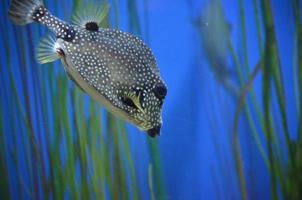 close-up shot van gevlekte trunkfish zwemmen foto