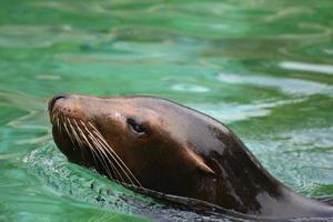 schattige zeeleeuwkop die uit het water steekt foto