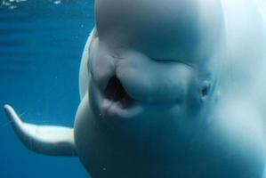 beluga walvis met zijn mond open onder water foto