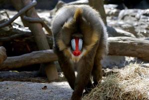 grote volwassen mandril-aap die met zijn spullen loopt foto