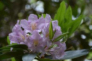 lichte lavendel rododendron bloeit op een struik foto