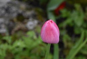 mooie enkele roze tulp die ontluikt voordat hij bloeit foto