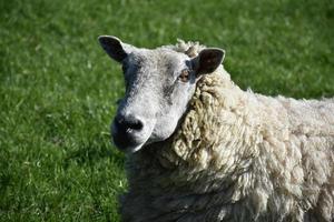 wollige, ruige ooischapen in een grasveld foto