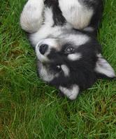 kostbare husky-puppy die op zijn rug rondrolt foto