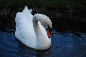 geweldige zwaan in een vijver met ondiep water foto