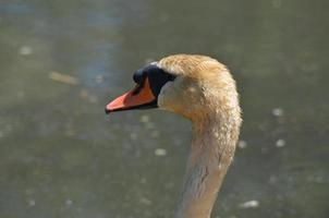 vuil en modder op de veren van een witte zwaan foto