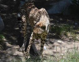 wilde cheetah met een klein roze tongetje dat uitsteekt foto