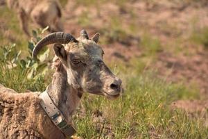 jonge dikhoornschapen rusten op een zomerdag foto