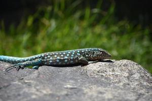 geweldige gevlekte blauwe hagedis op een grote rots foto