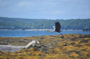 veren uitgespreid op de vleugels van een grote blauwe reiger foto