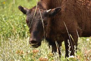 jonge bizon die door grassprieten tuurt foto
