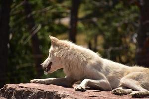 mooi zijprofiel van een witte houtwolf foto