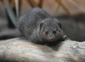 schattige close-up van een bruine dwergmangoest foto