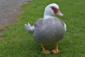 grijze en witte eend op een met gras begroeid heuveltje foto