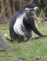 zwart-witte colobus-aap met lange ledematen zittend in gras foto