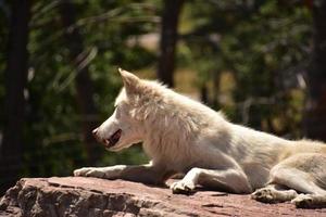 attente wolf op een grote rode rots foto