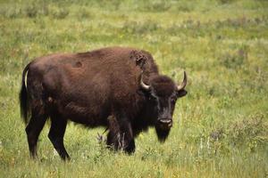 kijken naar een eenzame Amerikaanse buffelstier foto