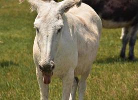 witte ezel steekt zijn tong uit in een veld foto