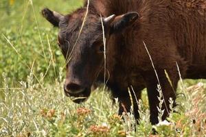 jong bizonkalf op een zomerdag foto