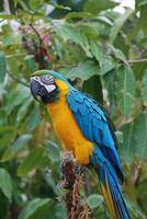 blauwe en gele aravogel in een boom foto