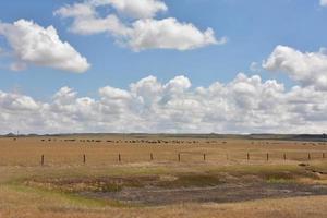 prachtig vlakteslandschap met een kudde koeien grazend foto