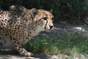 mooie hurkende cheetah met een slanke gevlekte vacht foto