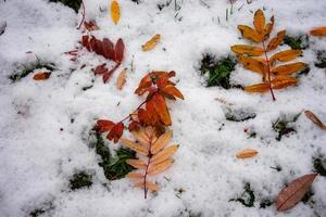 natuurlijke natuurlijke achtergrond met herfstbladeren op sneeuw foto