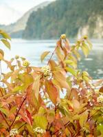 herfstbladeren bij het meer in duitsland foto