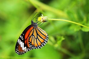 monarchvlinder op bloem in de tuin. foto