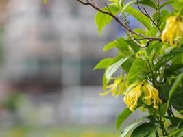cananga odorata ylang-ylang naam van de bloem golven grijze schors boeket bloemen in een cluster gele of groene bloemblaadjes zijn geurig foto