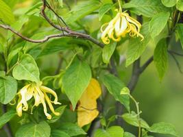 cananga odorata ylang-ylang naam van de bloem golven grijze schors boeket bloemen in een cluster gele of groene bloemblaadjes zijn geurig foto