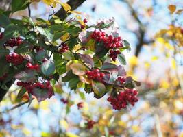 rood Siberisch krabappelfruit op een jonge boom in het herfstseizoen, wilde bessen, malus baccata natuurachtergrond foto