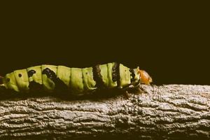 macro groene worm op een tak foto