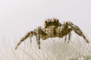 macrospin op blad foto